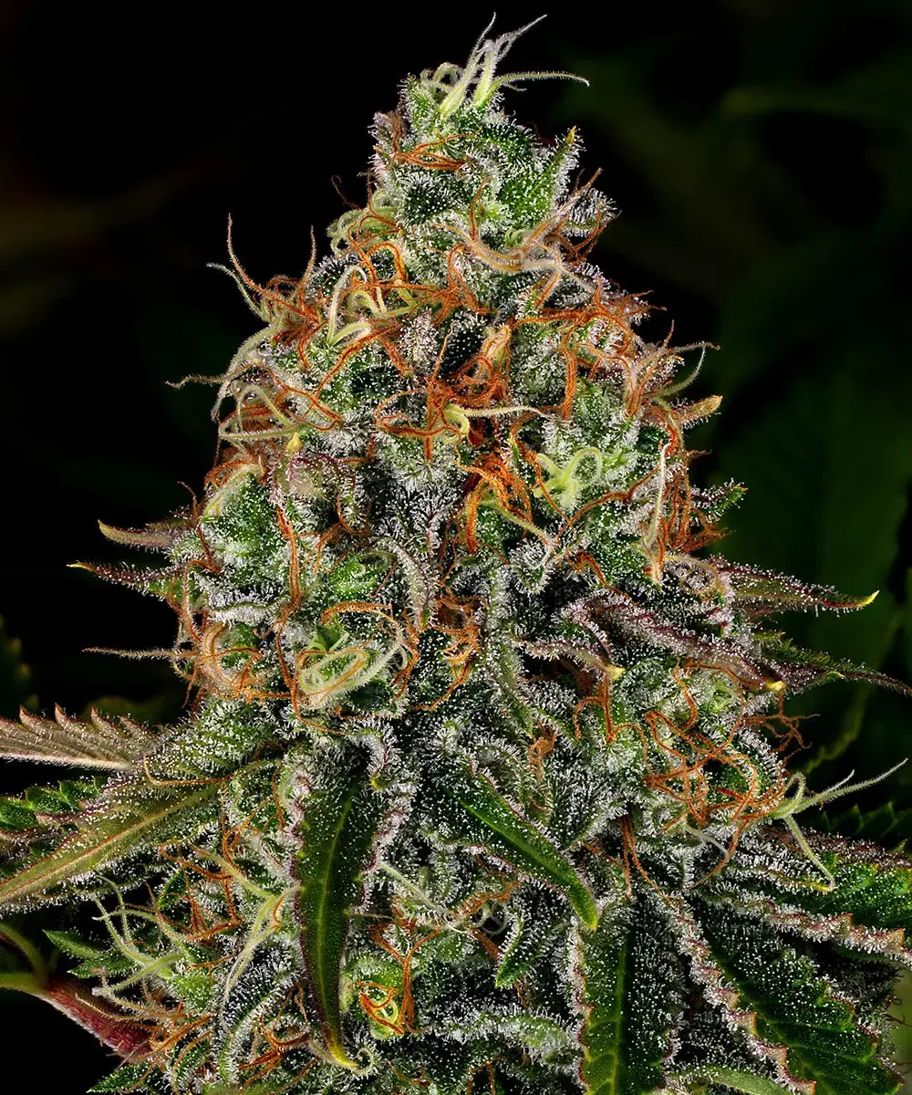 Auto Tangerine Dream