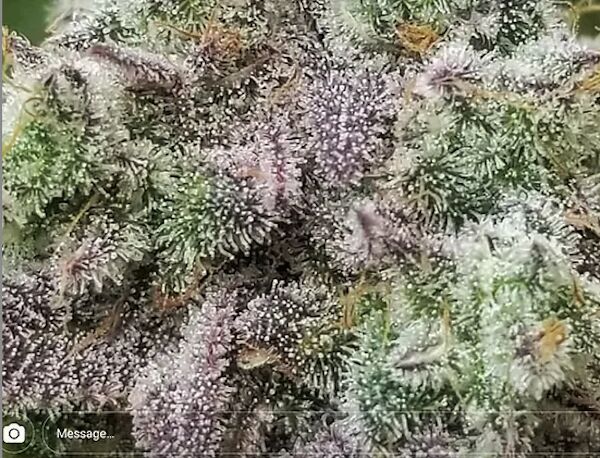 Graines de cannabis White Larry Dragon Régulier de Dragons Flame Genetics pour intérieur et extérieur – image 2