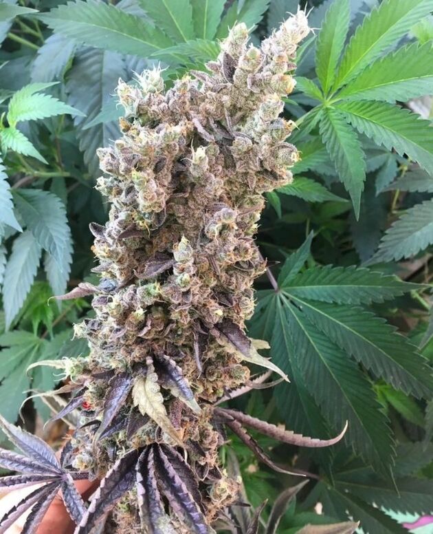 Cannabissamen Old Yogo Regulär von Lucky Dog Cannabis Co. für Indoor und Outdoor – Bild 3