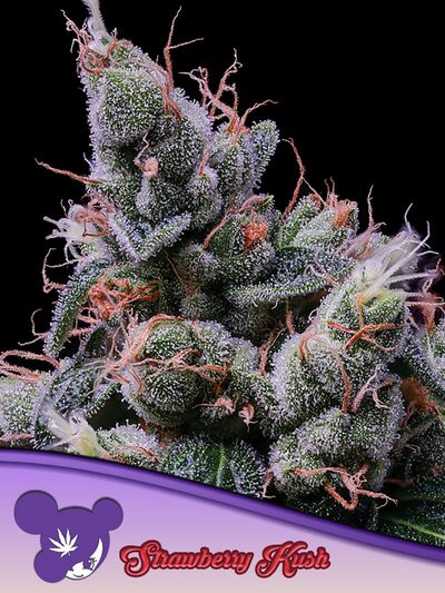 Strawberry Kush