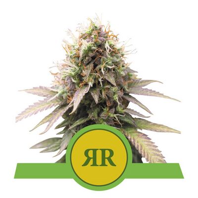 Auto Royal Runtz