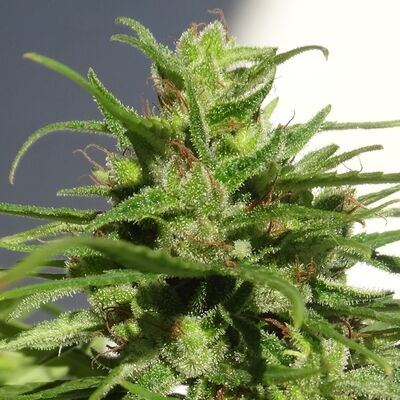 Ethiopian Standard Regular