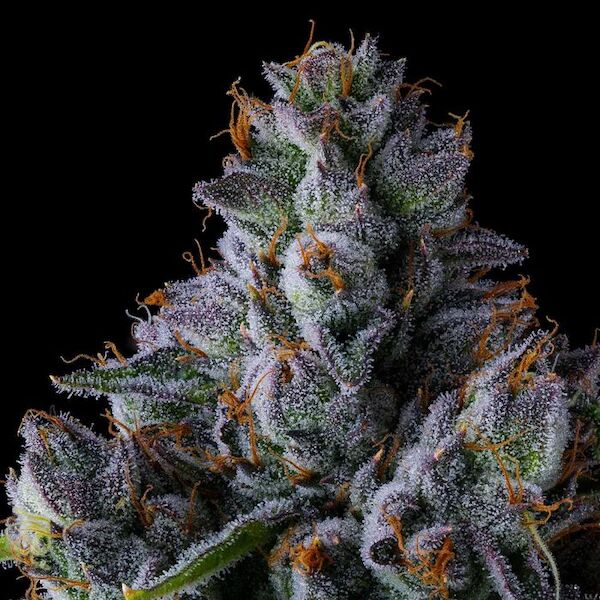 Cannabissamen Trillianz feminisiert von Compound Genetics für Indoor und Outdoor – Bild 2