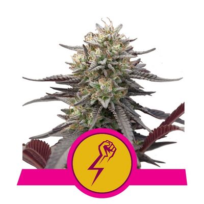 Green Crack Punch aka Green Punch