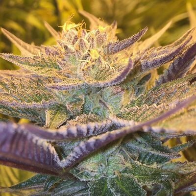 CBD-Girls Scout Cookies