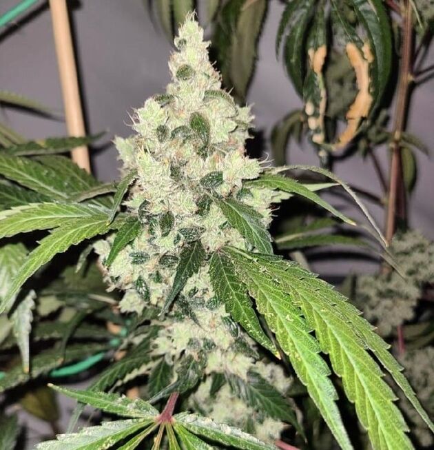 Cannabissamen Chemnesia Regulär von Lucky Dog Cannabis Co. für Indoor und Outdoor – Bild 2