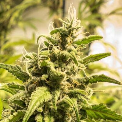 Somango XXL