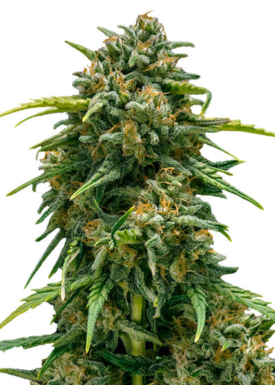 Auto Sweet Skunk