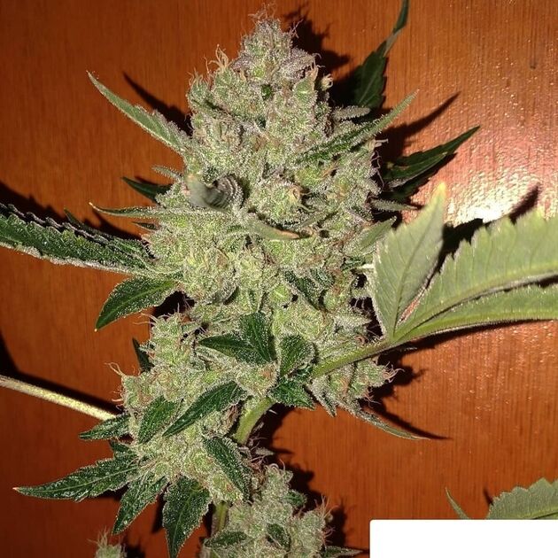 Cannabissamen Dog Patch Regulär von Lucky Dog Cannabis Co. für Indoor und Outdoor – Bild 3