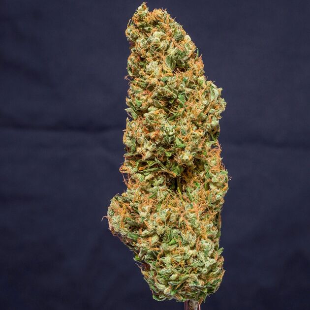 Kees' Old School Haze Regular cannabis seeds by Super Sativa Seed Club for indoor and outdoor – image 3