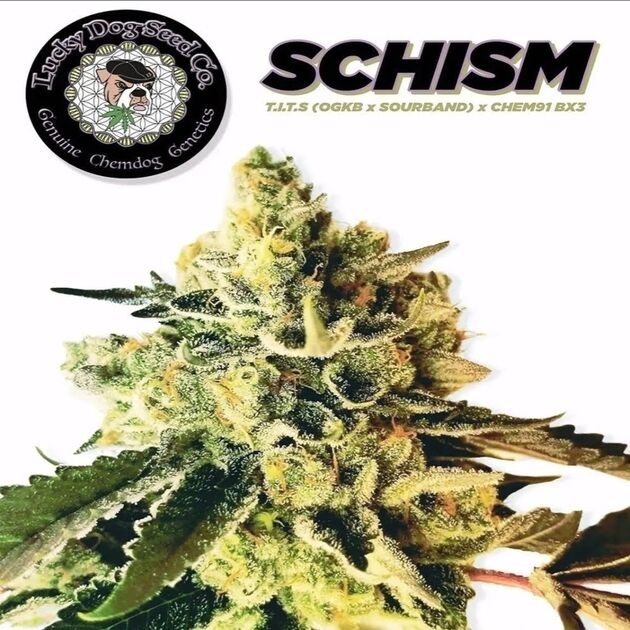 Cannabissamen Schism Regulär von Lucky Dog Cannabis Co. für Indoor und Outdoor – Bild 2