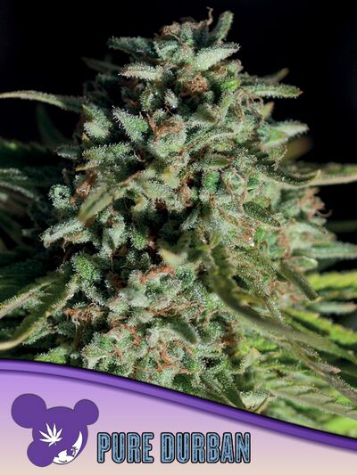 Pure Durban, Landraces