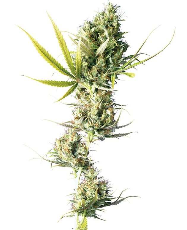 Durban Regular cannabis seeds by Sensi Seeds