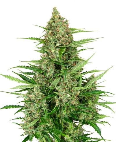 Auto Double Kush Cake