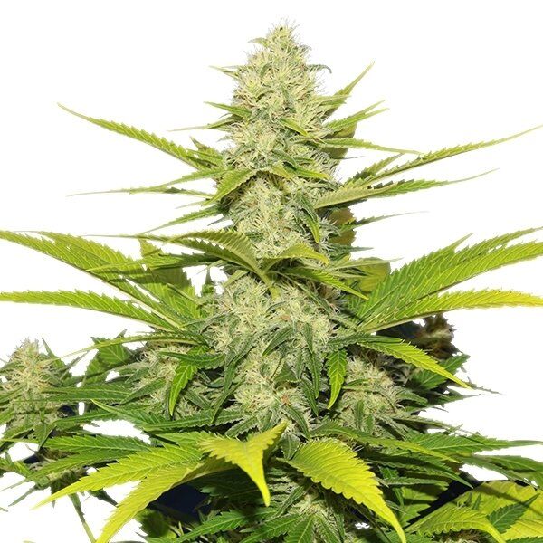 Cannabissamen Skunk XL feminisiert von Royal Queen Seeds für Indoor und Outdoor – Bild 2