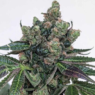 Sour Frootz Régulier