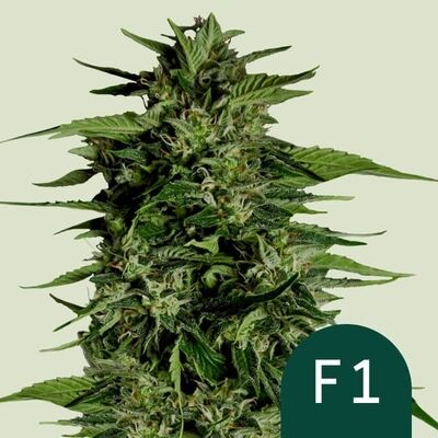 Auto Hyperion F1 (F1-Hybrid)