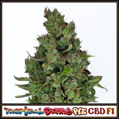 Tropical Berry Pie CBD F1 Regular