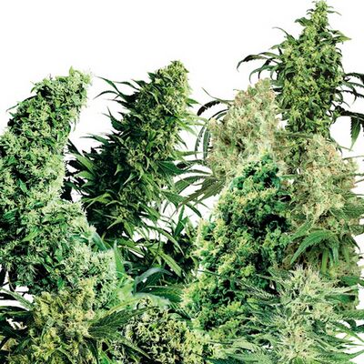 Indoor Mix Regular