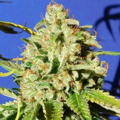 Auto Orange Diesel