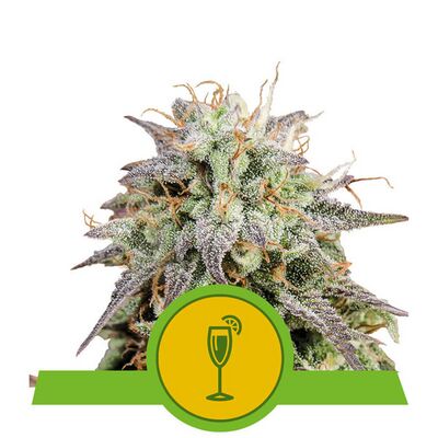 Auto Mimosa