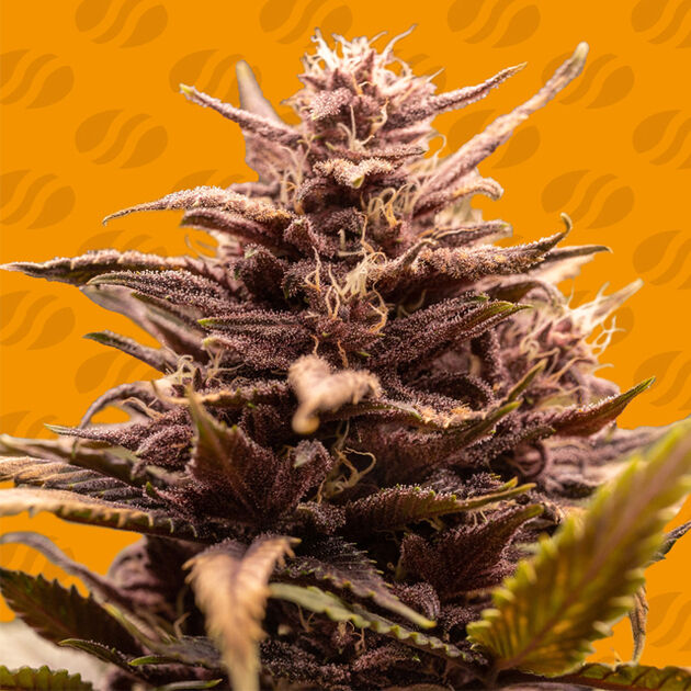 Blackwater feminised cannabis seeds by Original Sensible Seeds for indoor and outdoor