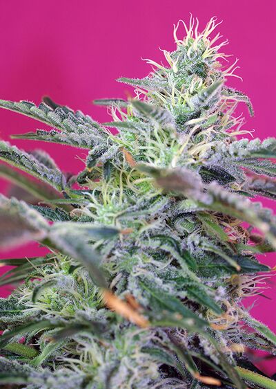 Auto Sweet Cheese
