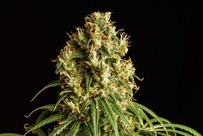 Mimosa Dream