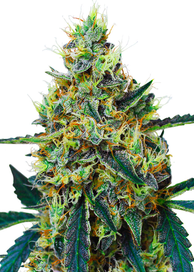 Cannabissamen Mimosa feminisiert von Royal Queen Seeds für Indoor und Outdoor