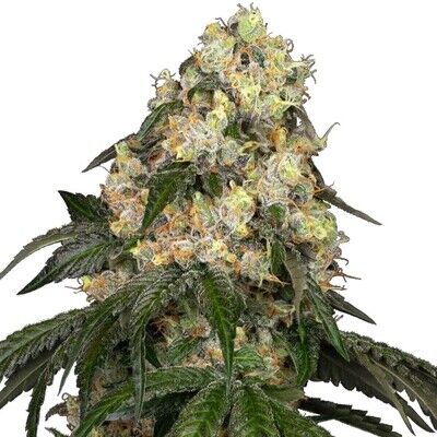 White Biscotti OG XXL