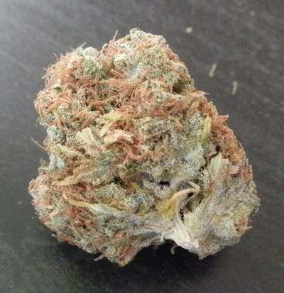 Courtesy Limited Edition Regulär