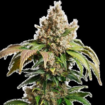 Auto Red Tropicana Cookies