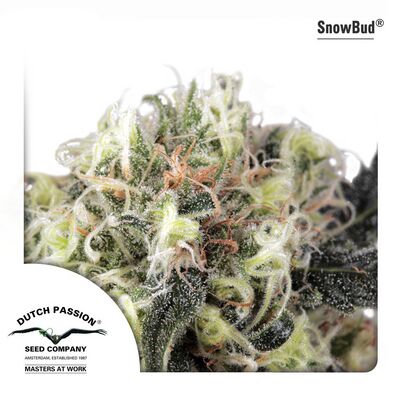 Snow Bud