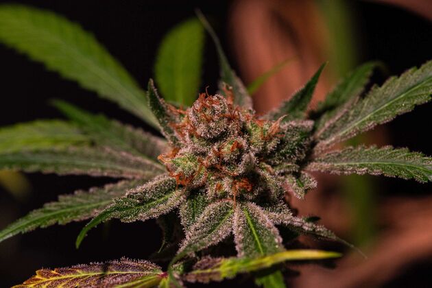 Cannabissamen Gelato 45 feminisiert von Helvetic Seeds für Indoor und Outdoor – Bild 3