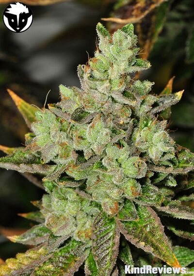 Venom OG Regular