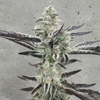 Platinum Kush Breath Remix Limited Edition