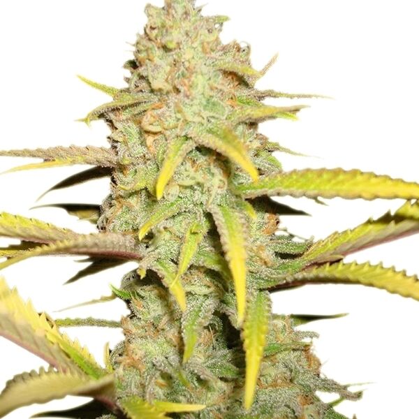 OG Kush feminised cannabis seeds by Royal Queen Seeds for indoor and outdoor – image 2