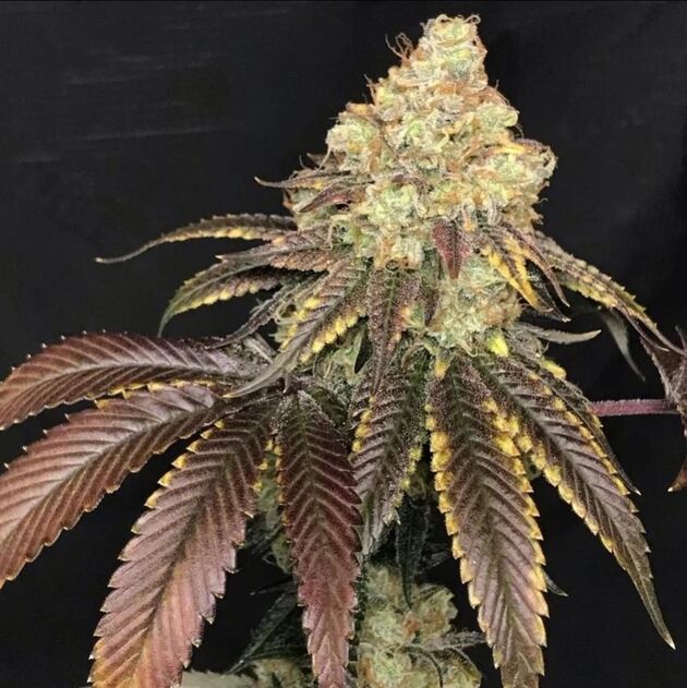 Sweet Chem Regular cannabis seeds by Lucky Dog Cannabis Co. for indoor and outdoor – image 2
