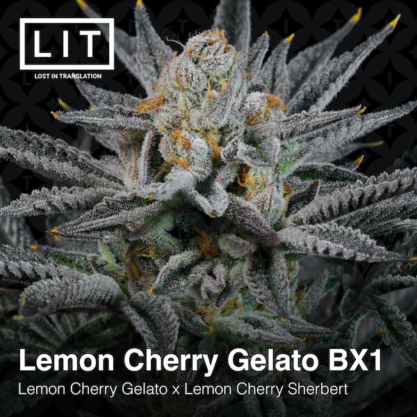 Cannabissamen Lemon Cherry Gelato BX1 feminisiert von LIT Farms – Bild 4
