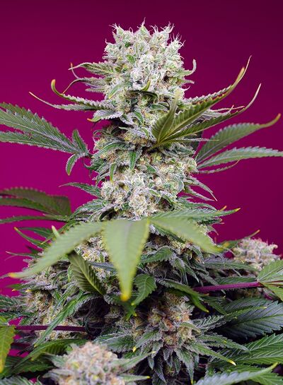 Auto Sweet Mandarine Zkittlez XL