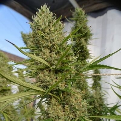Super Malawi Haze Standard Régulier