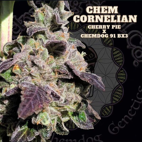 Cannabissamen Chem Cornelian Regulär von Lucky Dog Cannabis Co. für Indoor und Outdoor – Bild 3