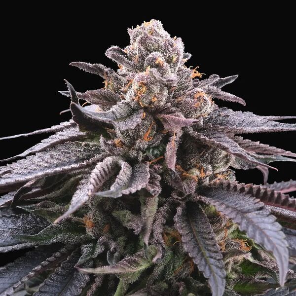 Graines de cannabis Doki Doki | Feminised, Indoor & Outdoor de Perfect Tree Seeds pour intérieur et extérieur – image 3