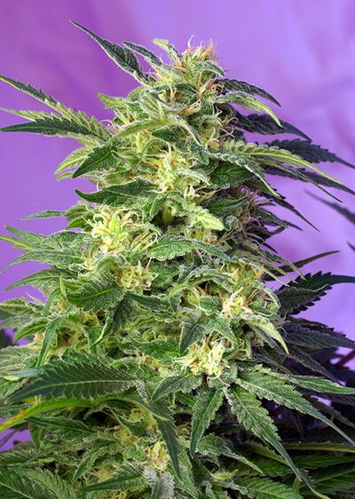 Auto Killer Kush