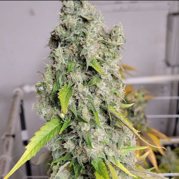 Cannabissamen Diesel Poison Regulär von Lucky Dog Cannabis Co. für Indoor und Outdoor – Bild 2