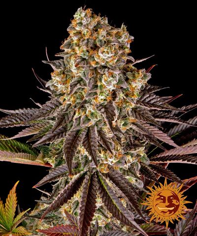Gelato 45
