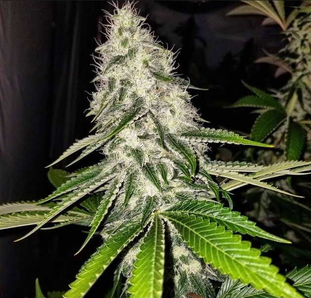 Cannabissamen Chasca Regulär von Lucky Dog Cannabis Co. für Indoor und Outdoor – Bild 3
