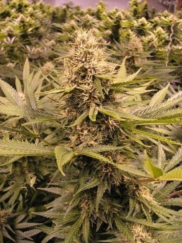 Raspberry Cough