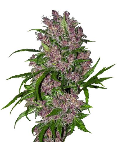 Auto Purple Bud