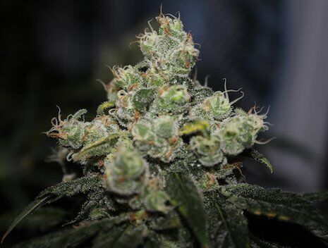 Cannabissamen NLX feminisiert von Helvetic Seeds für Indoor und Outdoor – Bild 2